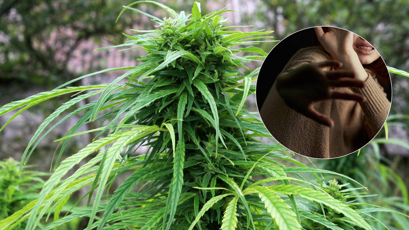 Tyrimas: policijos ekspertams dar teks nustatyti, ar bute augintos kanapės gali būti priskirtos prie narkotinių medžiagų.