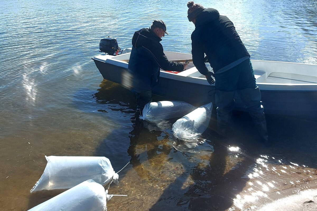 Palengvino žuvų įveisimo procesą valstybiniuose vandens telkiniuose
