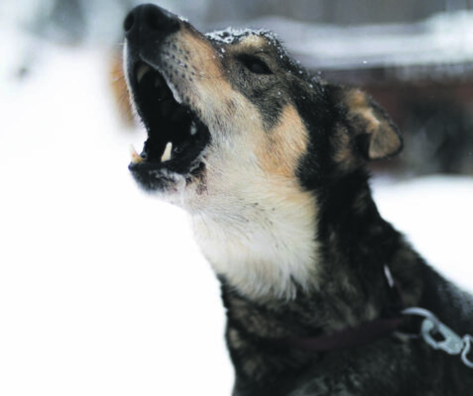 Teismas: dešimt šunų suluošinusiai moteriai uždrausta veisti ir laikyti gyvūnus.