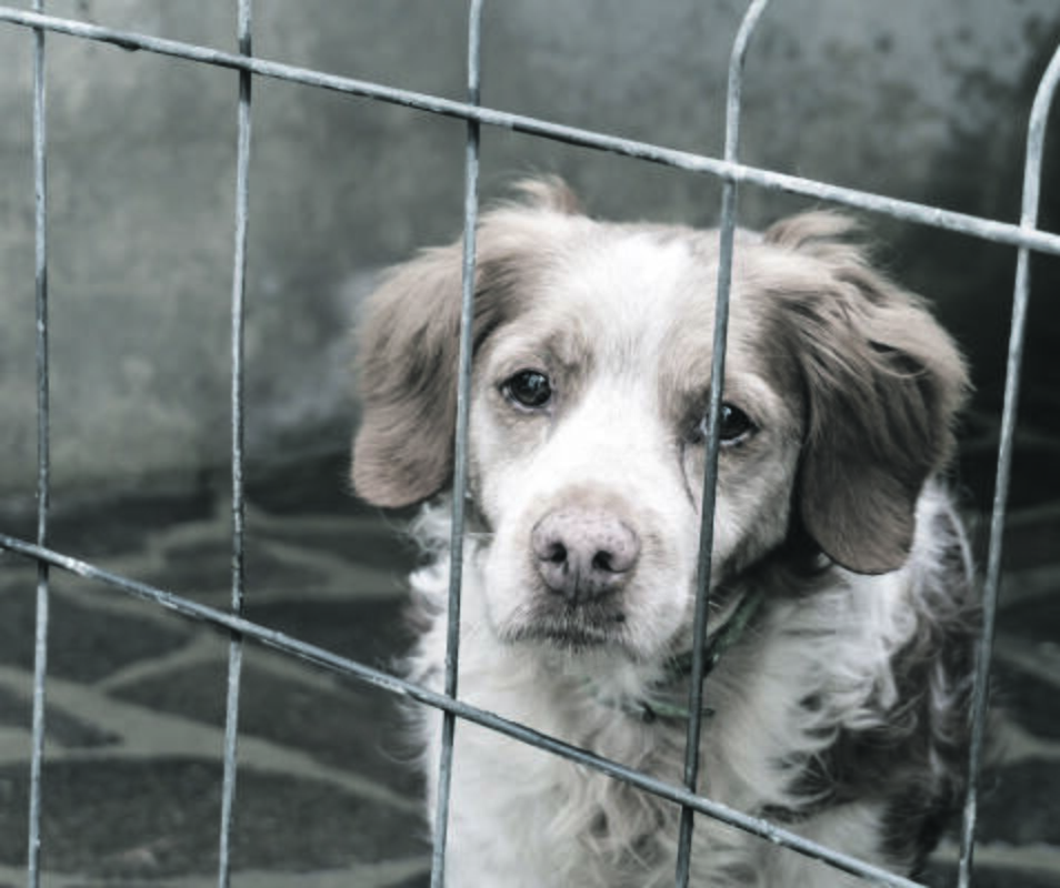 Ekspertai: šunų elgsenos ir veterinarijos specialistai vieningi – šunų balso stygų karpymas gyvūną visiems laikams pasmerkia ilgoms kančioms.