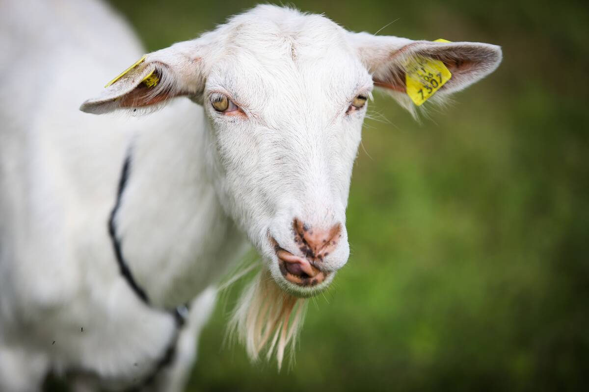 Sinica: plėsis šios barbariškos praktikos taikymo mastai
