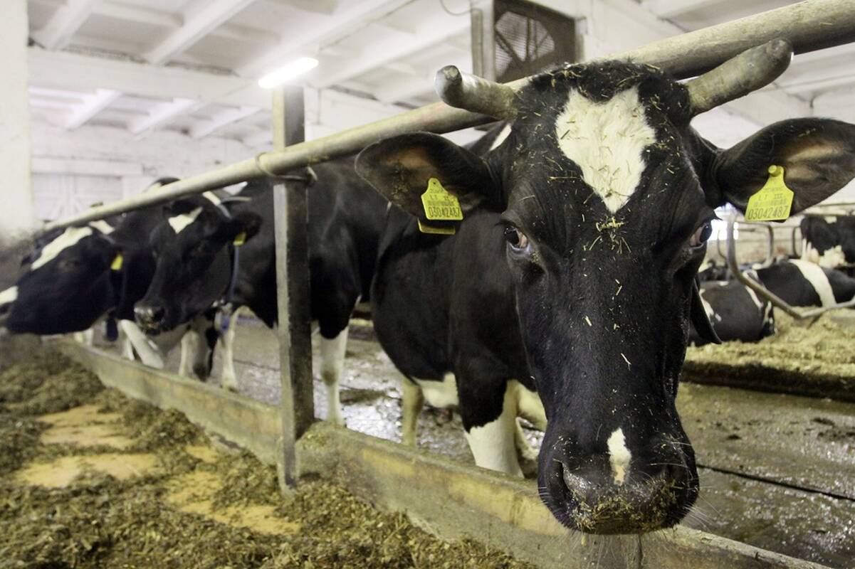 Įsisiūbavo pieno supirkimo kainos