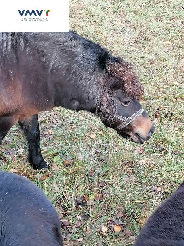 Pranešė apie sužaloto ponio likimą: kas laukia jo šeimininko?