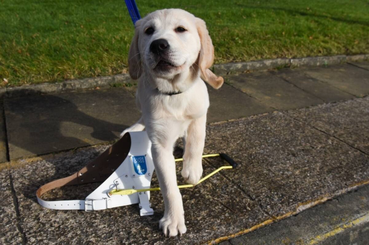 Žmonėms su negalia bus kompensuojamas šunų pagalbininkų parengimas