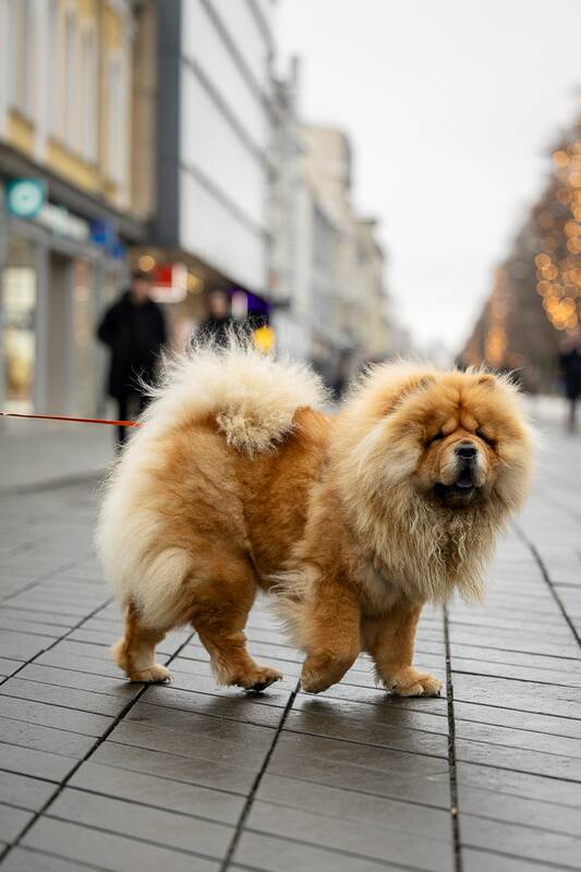 Kauniečių diena (2025-11-29)