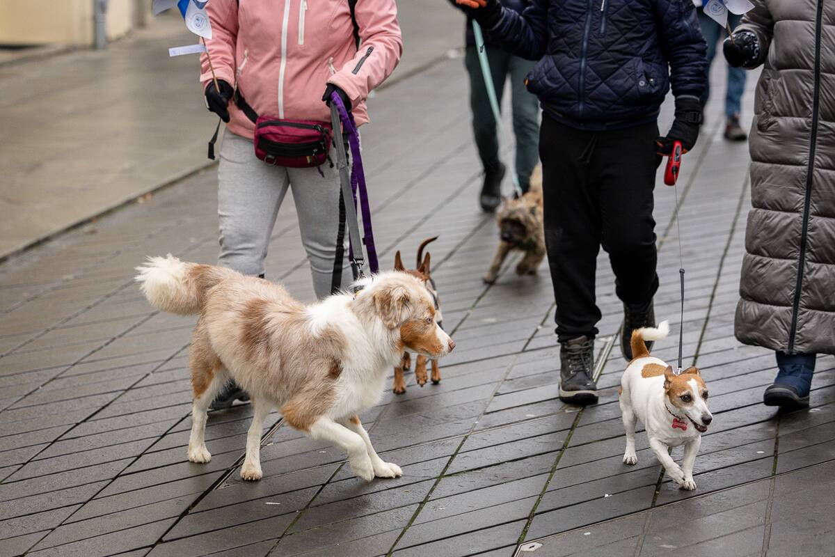 Draugų eitynės Laisvės alėjoje