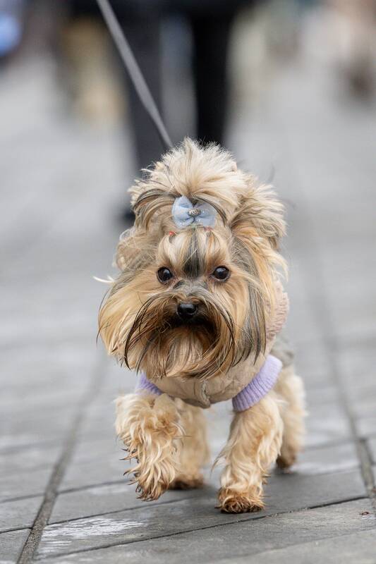 Draugų eitynės Laisvės alėjoje