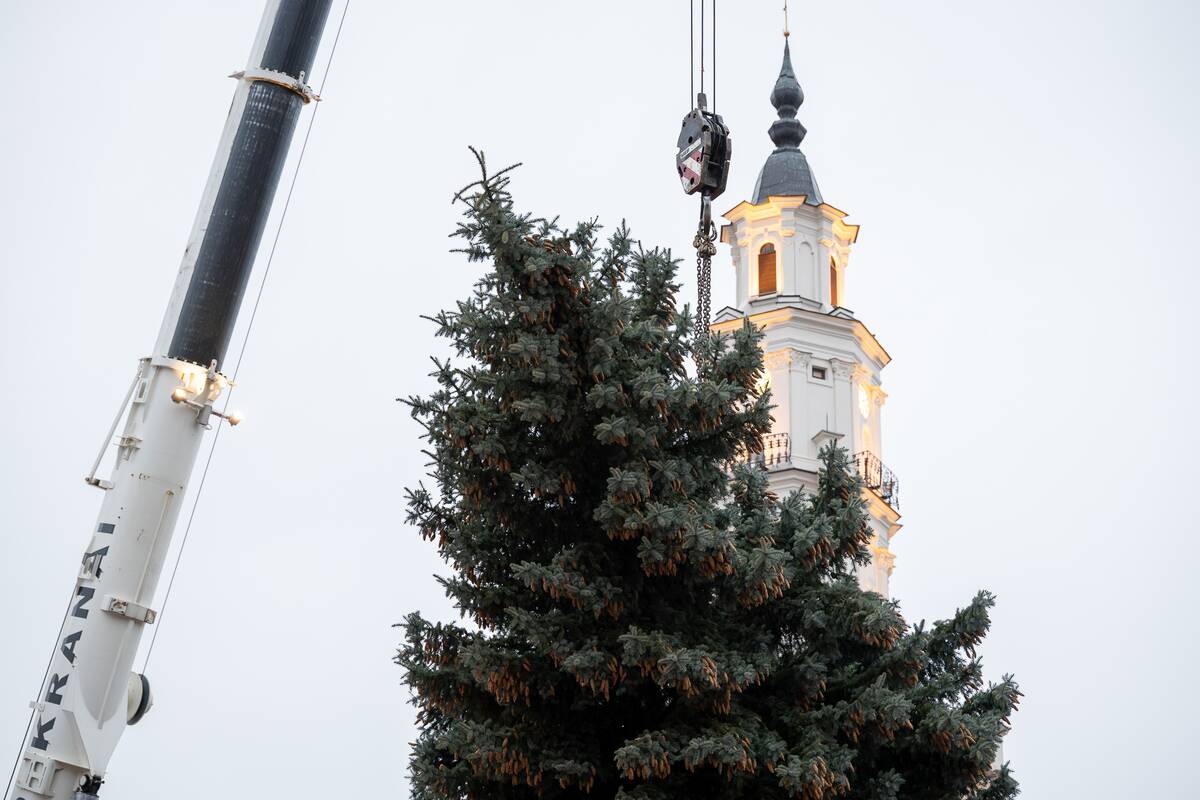 Kauno kalėdinė eglutė