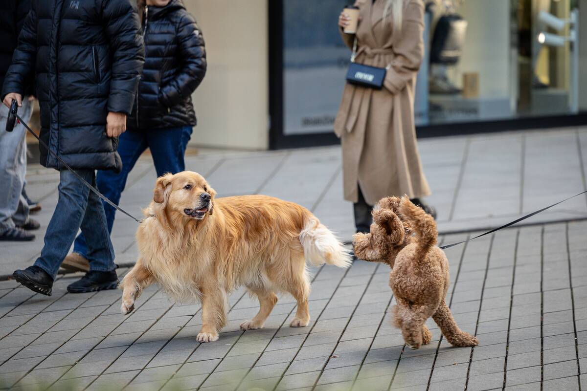 Kauniečių diena (2025-11-15)