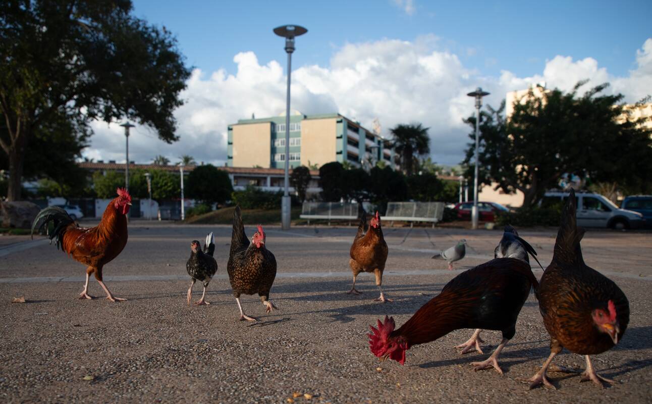 Čekijoje dėl paukščių gripo protrūkio pradėtas daugiau nei 70 tūkst. naminių paukščių naikinimas