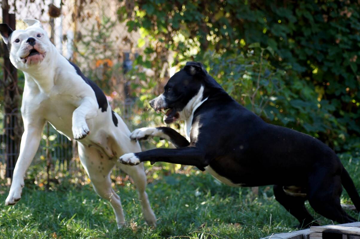 Incidentas Lampėdžiuose: vieno iš susipešusių šunų šeimininkas atsidūrė areštinėje