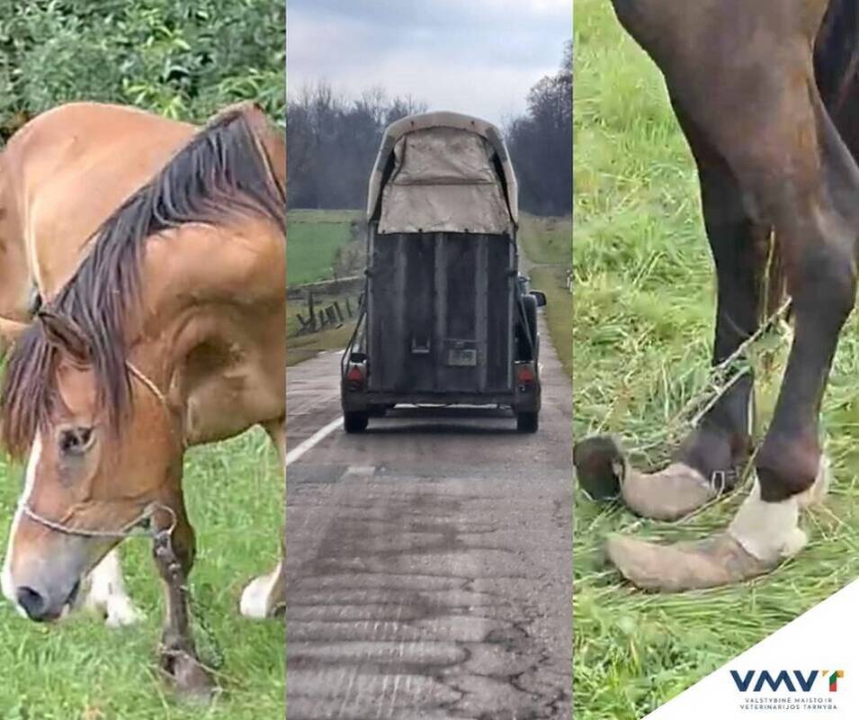 Galutinis teismo verdiktas: arklius konfiskavo teisėtai