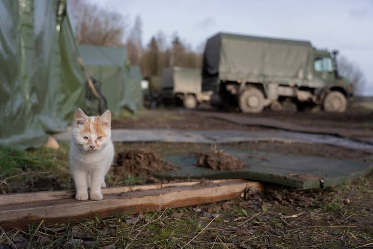 Prijaukino: oro gynybininkai prisijaukino du vietinius katinus, nuotraukoje matyti kačiukas, pavadintas Juočkiu.