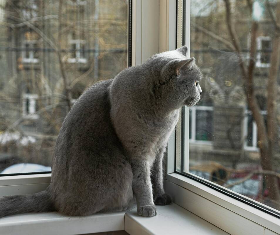 Pavojai: palikus katę vieną namuose ilgam laikui, ji iš nuobodulio gali pradėti imti draskyti baldus, o smalsumo vedama gali kur nors įlįsti ir užstrigti.