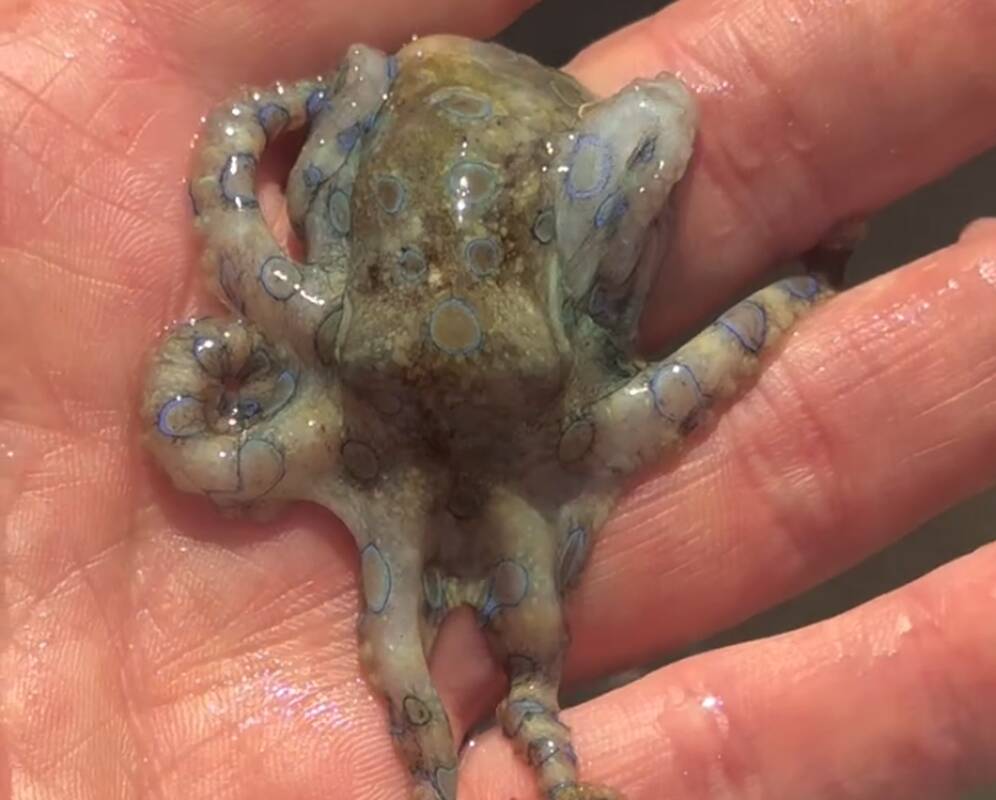 Mirtis per minutes: turistas susidūrė su vienu nuodingiausių jūrų gyvūnų