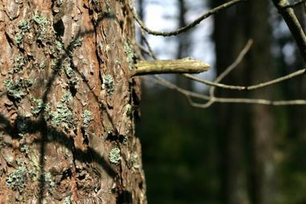 Ant važiuojančio automobilio nuvirto medis