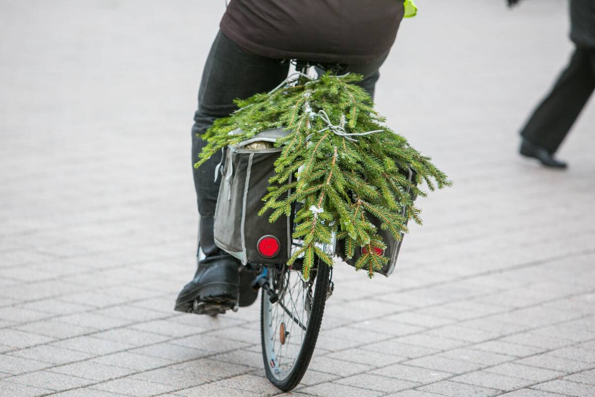 Kalėdos į namus: kur Kaune miškininkai dalys eglės šakas?