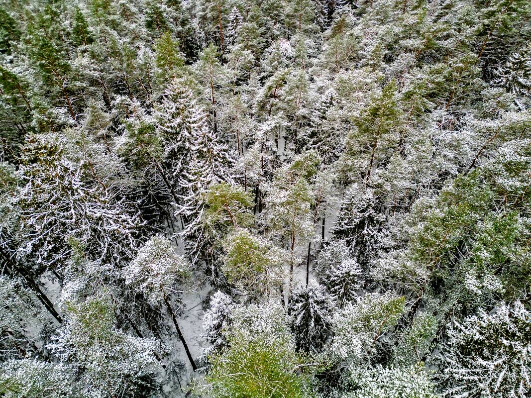 Seimas patikslino miško sklypų skaidymo tvarką