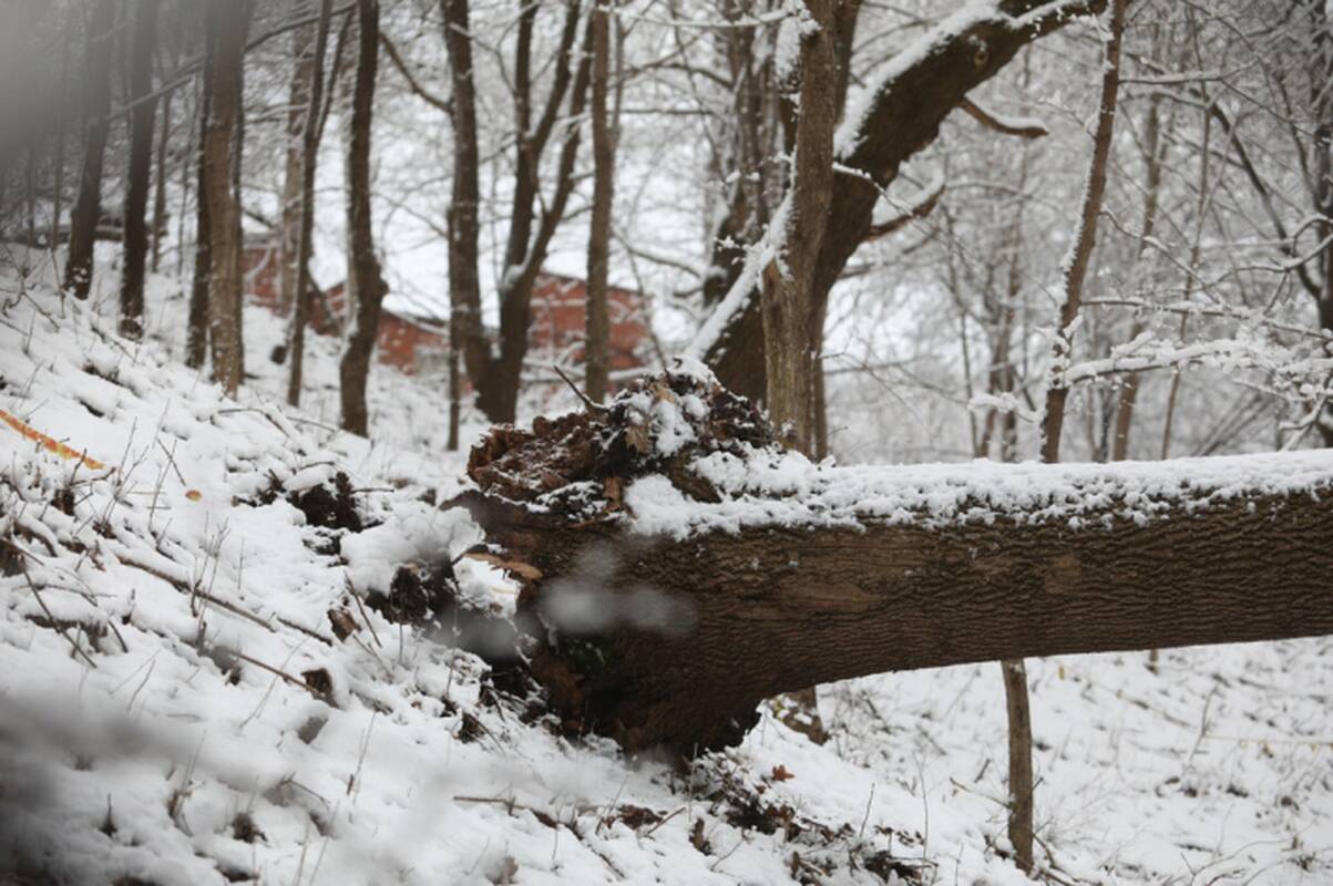 Be elektros vis dar apie 2 tūkst. vartotojų, gelbėtojai 50 kartų vyko šalinti virtusius medžius