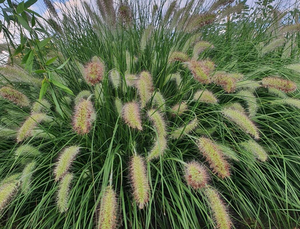 Pavojus: itin dekoratyvios soruolės gali sukelti skaudžių padarinių šunims, katėms, mat jų sėklos gali įlysti po oda.
