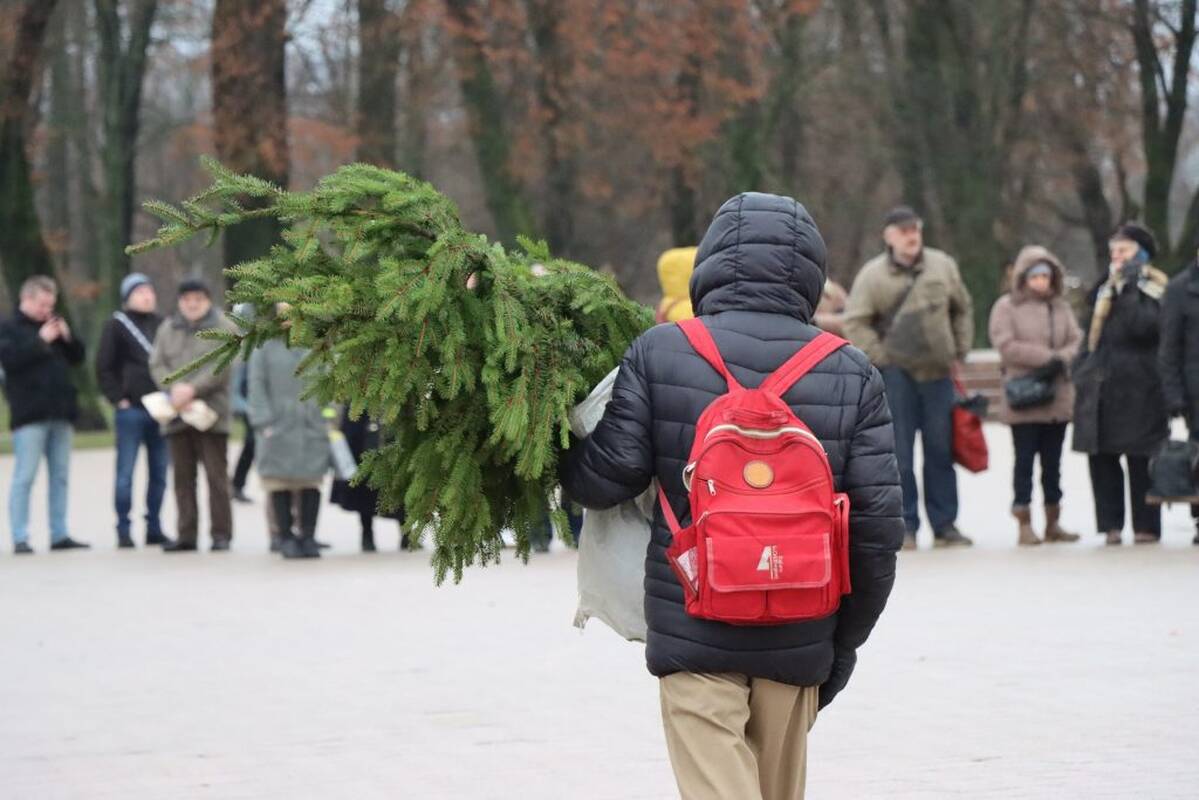 „Parsinešk Kalėdas į savo namus“: vietoje tradicinės eglės – nemokama kalėdinė šaka