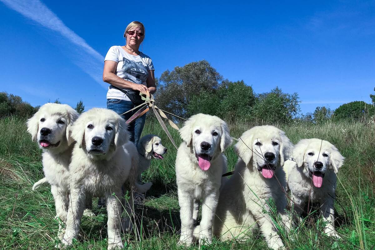 Sezonas: Eugenija sako, kad Podhalės veislės šuniukai labiausiai mėgsta žiemą, šilumos karščių – ne itin.