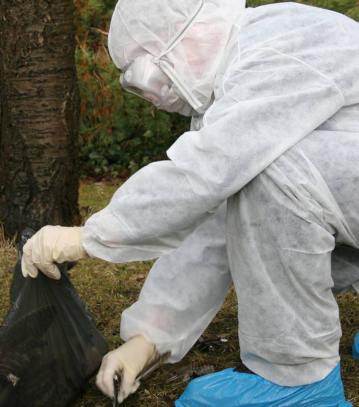 Kaimynystė: 2023–2024 m. fiksuota masinio kačių susirgimo paukščių gripu atvejų Lenkijoje.