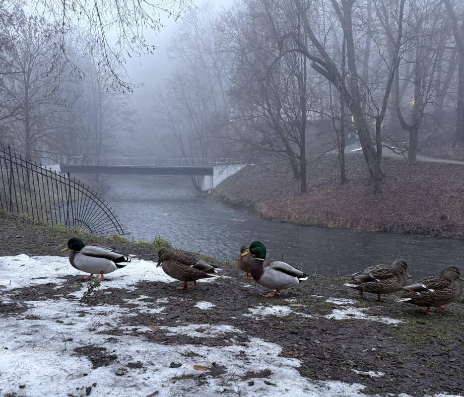 Orai išliks niūrūs: dangus bus debesuotas, daug kur vyraus lietus