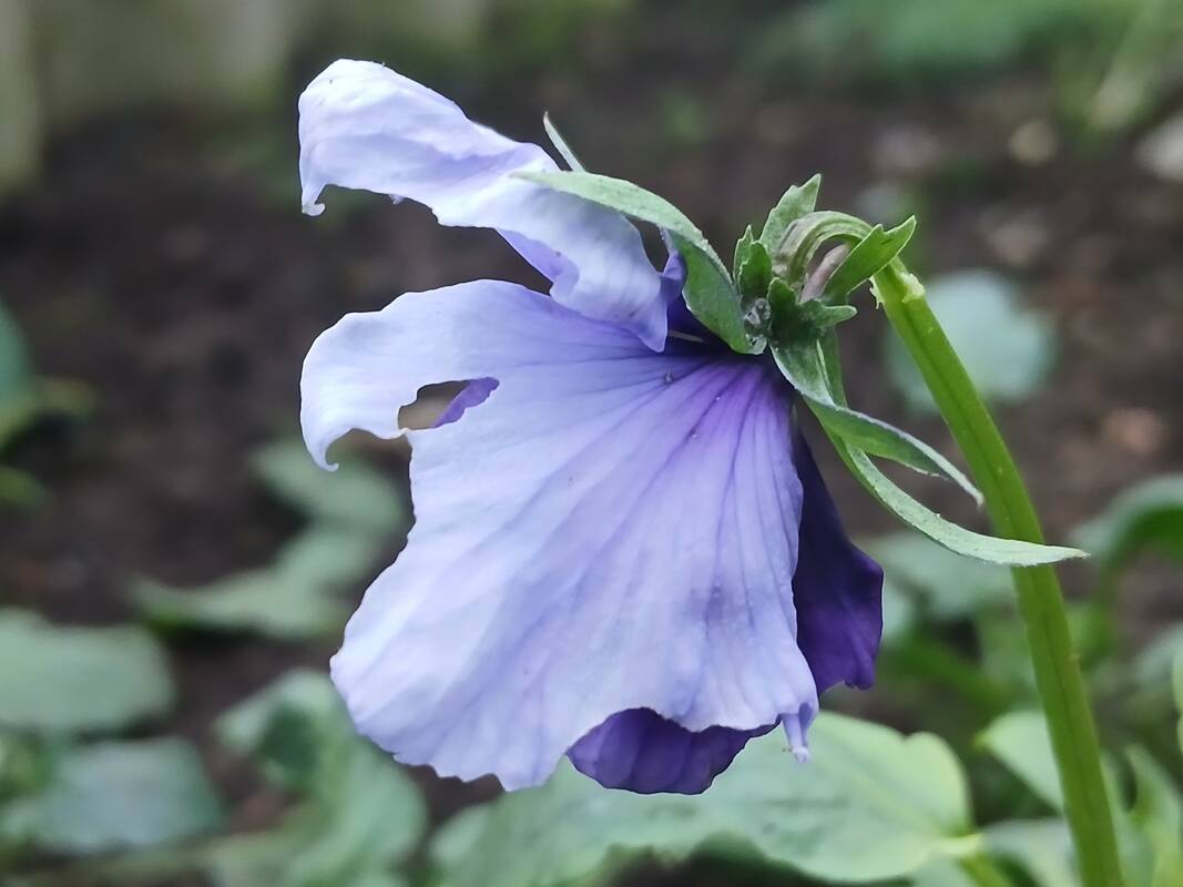 Orai: tikros žiemos teks palaukti