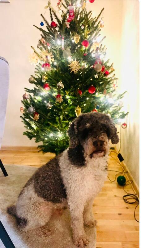 Šventės: Zoro jau pasiruošė didžiausioms metų šventėms.