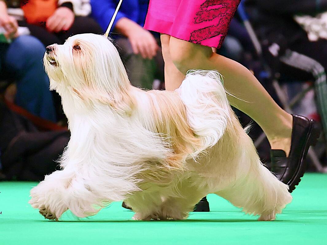 Nepavėlavo: Tibeto terjerų augintoja džiaugiasi, kad laiku spėjo pastebėti sėklas šuniuko odoje.