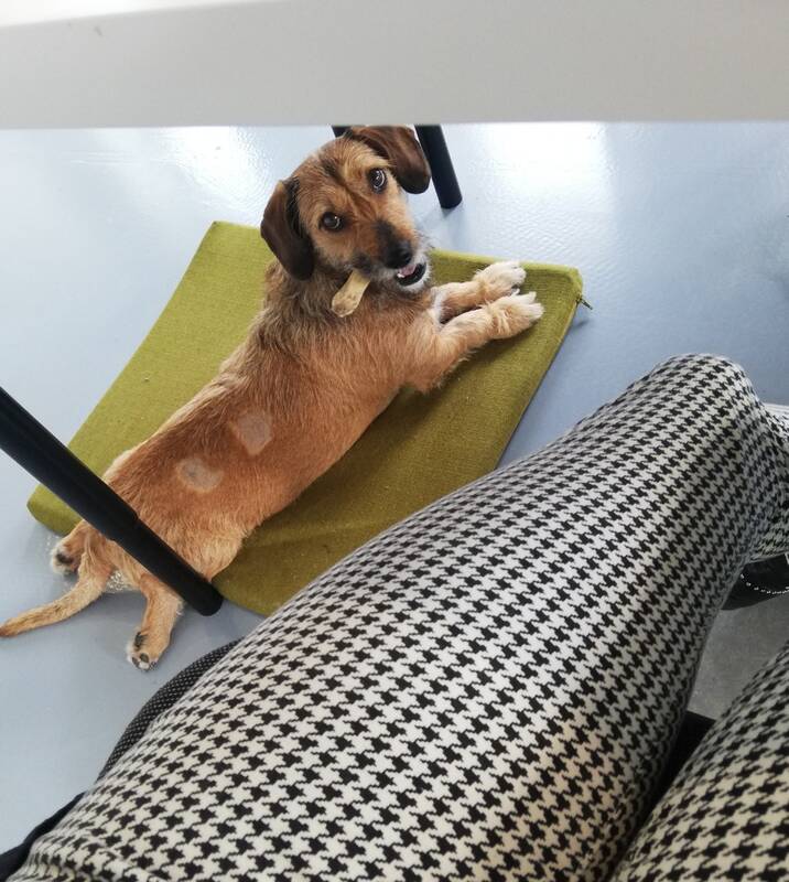 Ritualas: kiekvieną dieną Rūta pasisveikina su guolyje besiilsinčia Dunda: paglosto, pamasažuoja ir prižadina jos kūnelį naujai dienai.