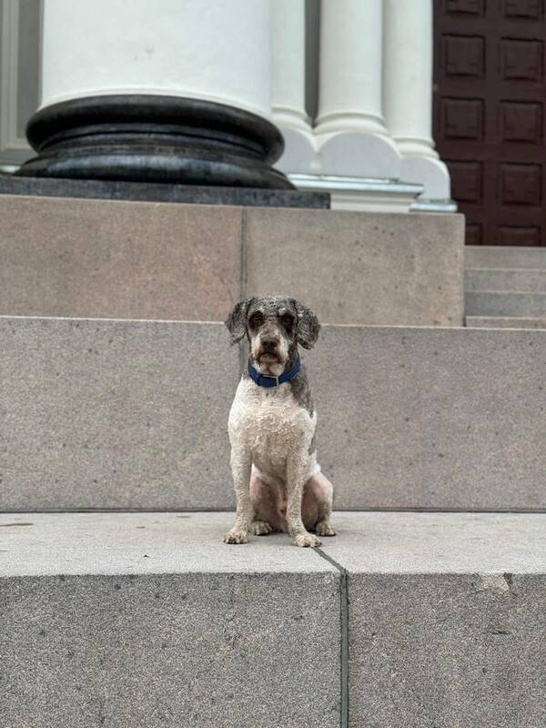 Pasivaikščiojimai: drauge su savo augintiniu Kailių šeima kiekvieną dieną nužingsniuoja ne mažiau kaip 6 km.