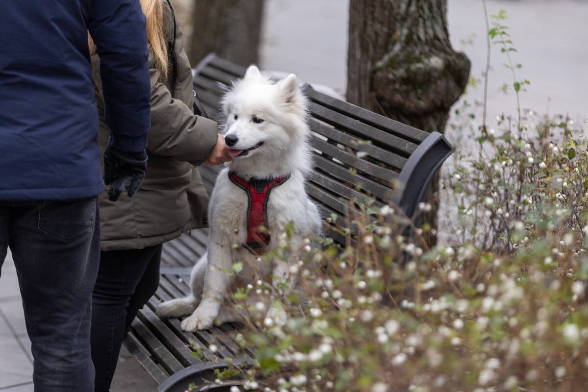 Kauniečių diena (2025-12-13)