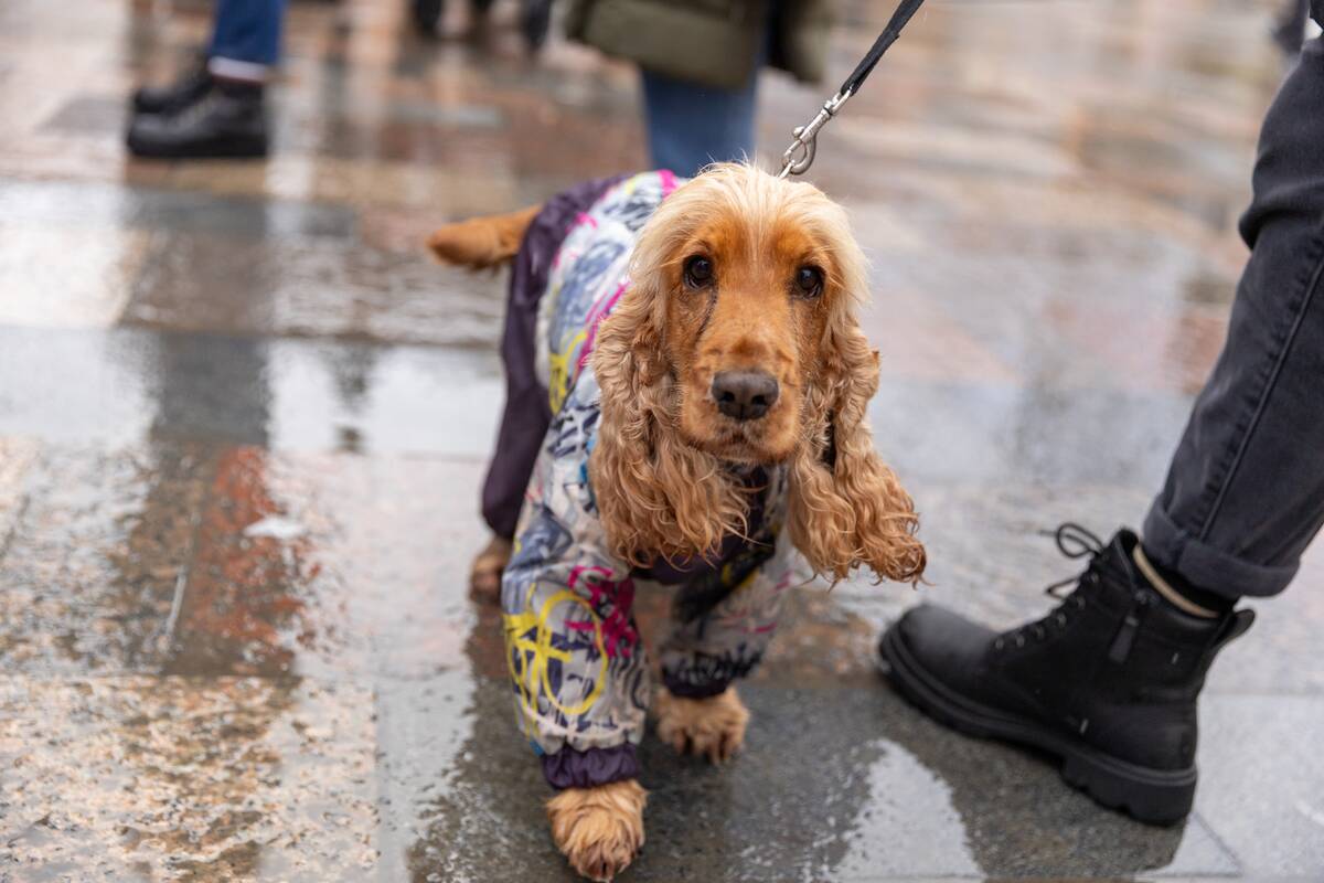 Prie Kalėdų eglės – šuniukų susitikimas