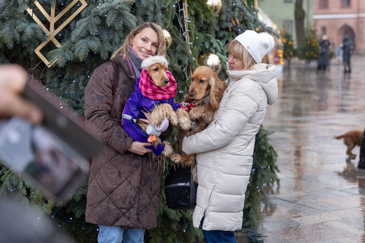 Prie Kalėdų eglės – šuniukų susitikimas