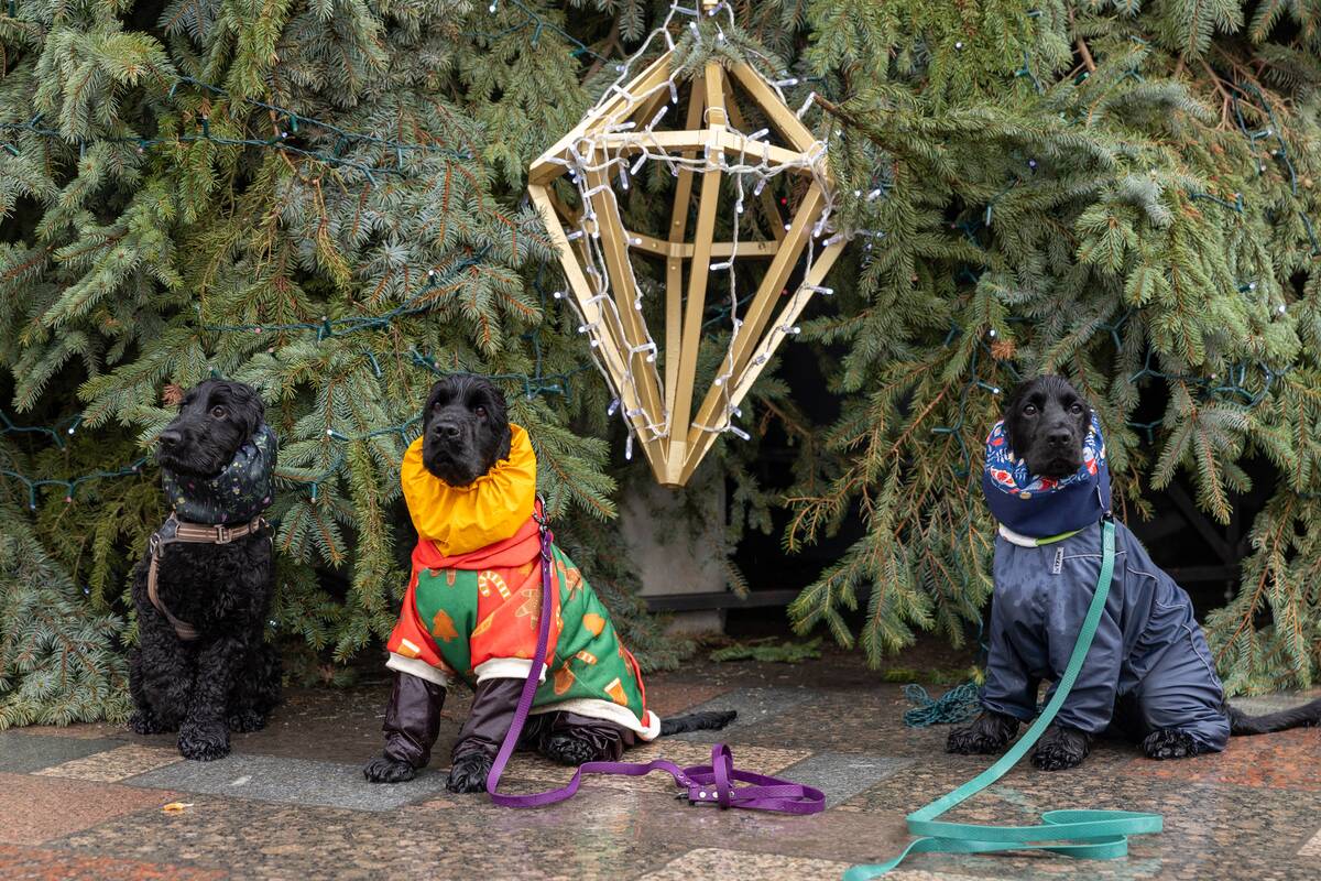 Prie Kalėdų eglės – šuniukų susitikimas