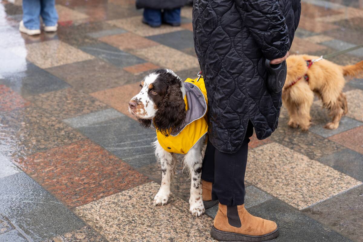 Prie Kalėdų eglės – šuniukų susitikimas