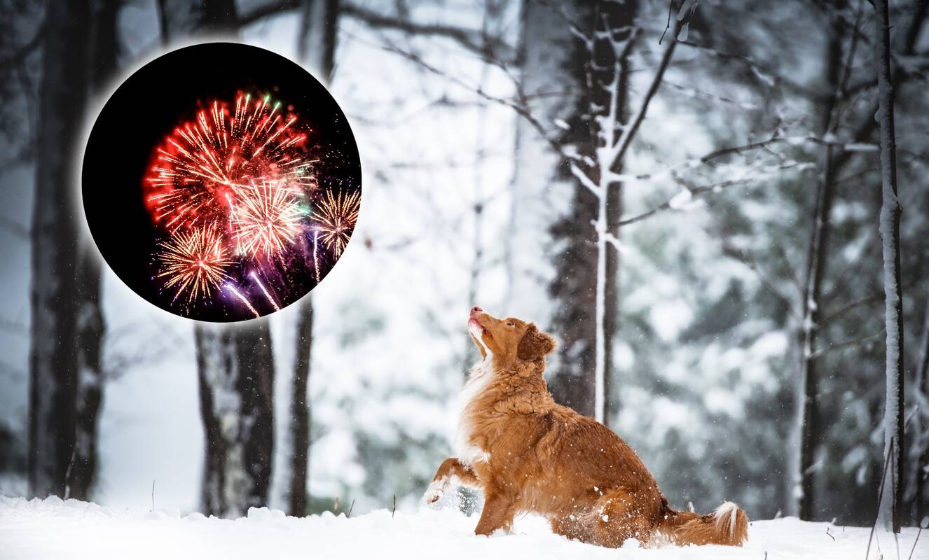 Fejerverkų griausmas gyvūnus gali net pražudyti: skaudi šunelio Nero istorija