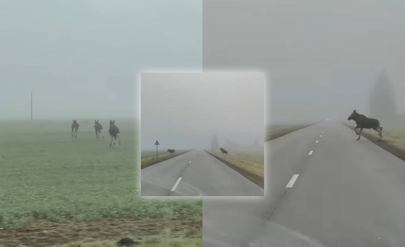 Šilutės rajone užfiksuota kelią kertanti briedžių grupelė