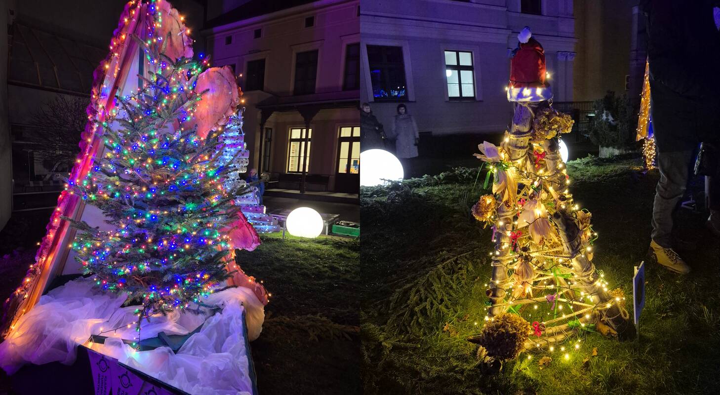 Akcentas: dalis eglučių buvo papuoštos ir šviečiančiomis girliandomis.