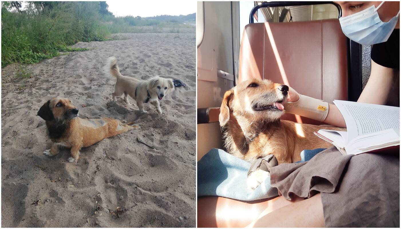 Kelionės: Dunda su šeimininke aplanko pajūrį, palaiko kompaniją ir keliaujant traukiniu.