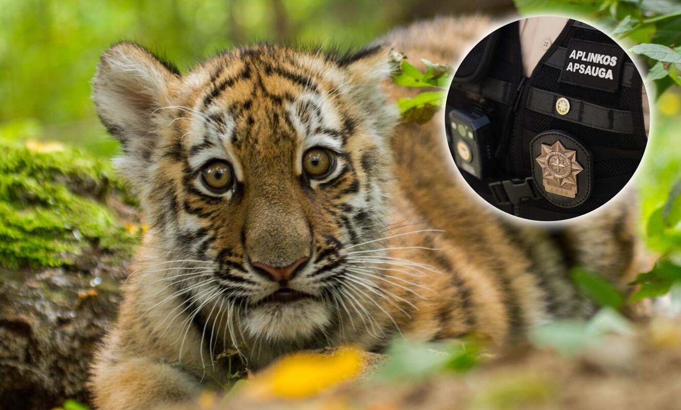 Teismas patvirtino Klaipėdos zoologijos sodo žiaurų elgesį su tigrų jaunikliais