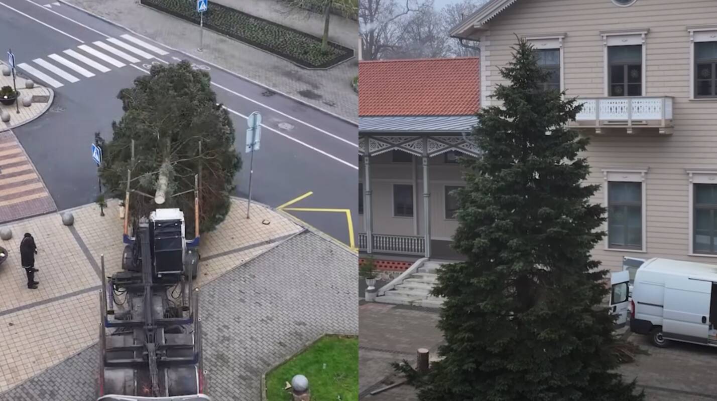 Palanga sulaukė Kalėdų eglės