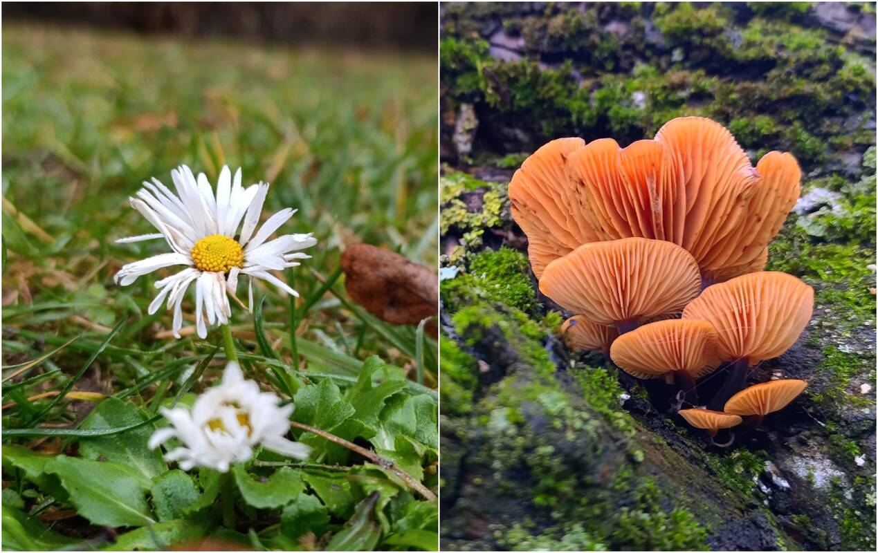 Atskleidė, kokių orų sulauksime per šventes