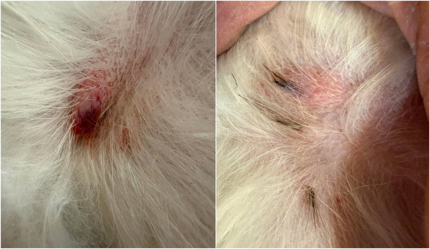 Infekcija: Dalia šukuodama savo šuniuką Leo pamatė, kad soruolių sėklos vietomis jau buvo giliai įlindusios, todėl jas buvo sunku saugiai ištraukti.