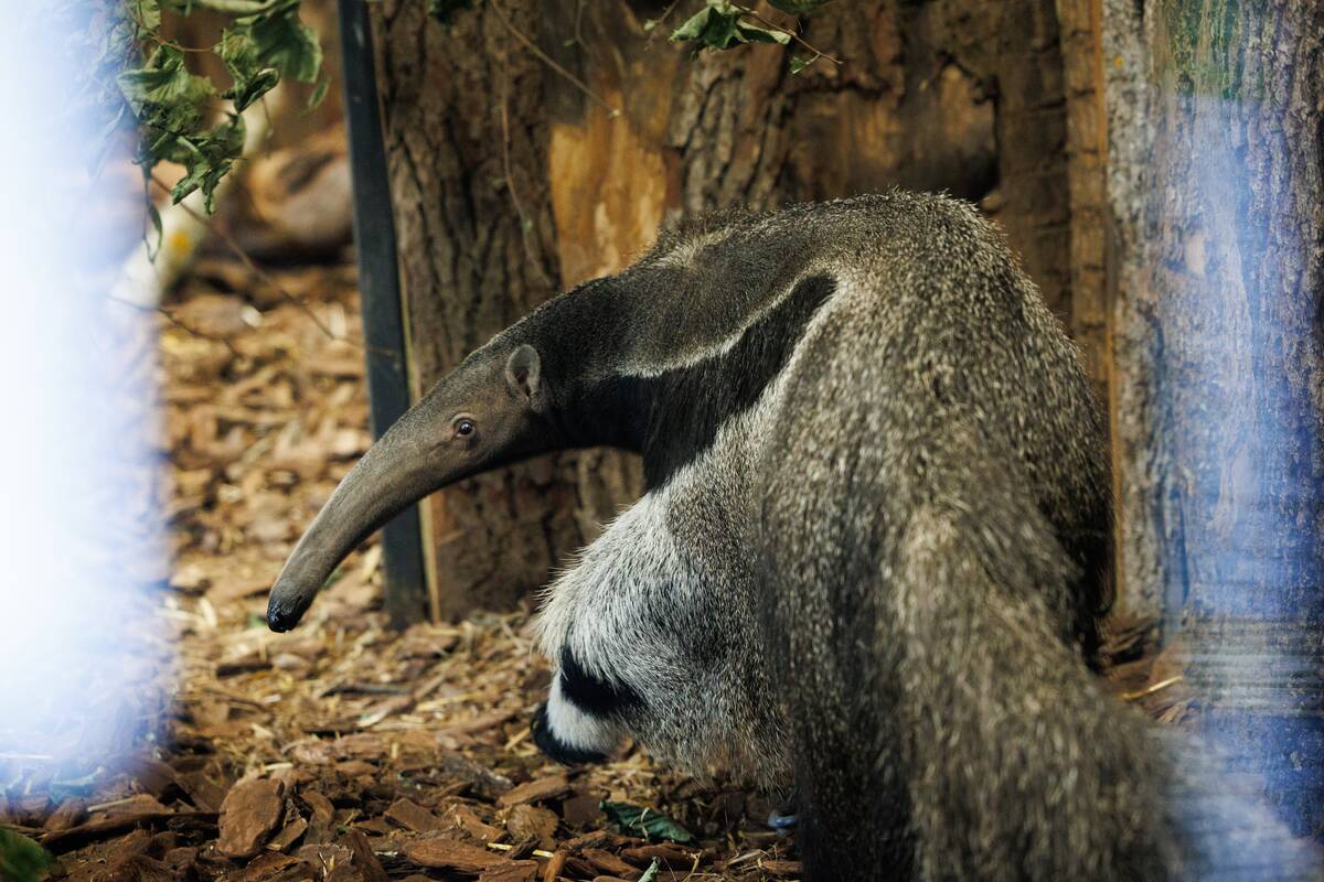 Kalėdos Lietuvos zoologijos sode