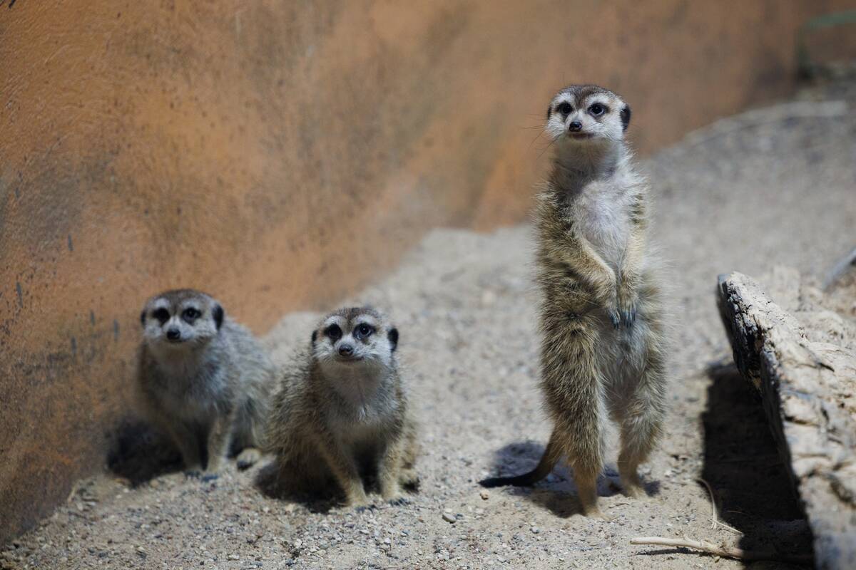 Kalėdos Lietuvos zoologijos sode