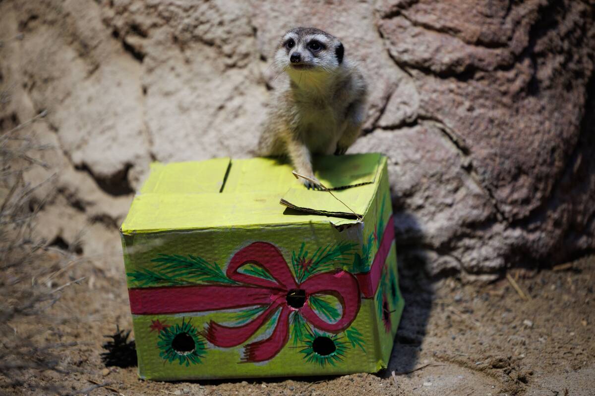 Kalėdos Lietuvos zoologijos sode