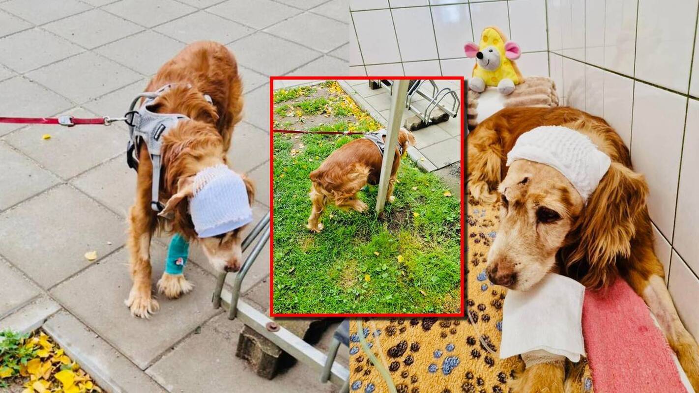 Teismas atvertė gyvo užkasto šunelio Gauso bylą: pagarsinti budelių parodymai